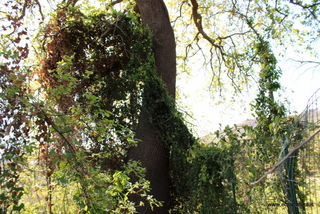 Querce sant Anna